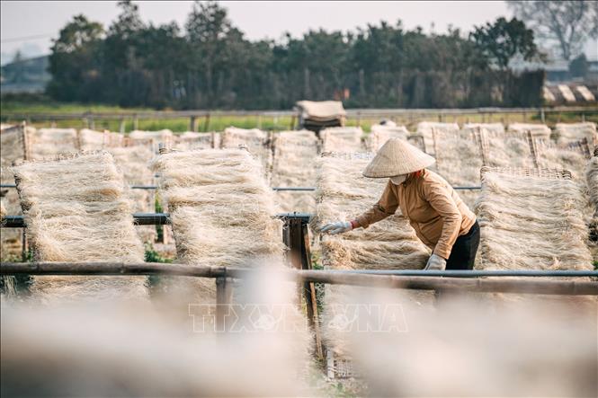 Read more about the article Hà Nội phê duyệt bảo hộ nhãn hiệu miến dong Làng So